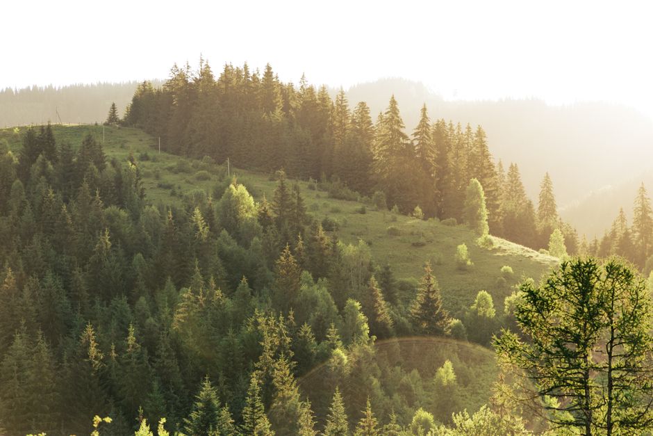 Turismo Sustentável — A tranquil forest landscape with sunlight illuminating lush greenery on a spring morning.