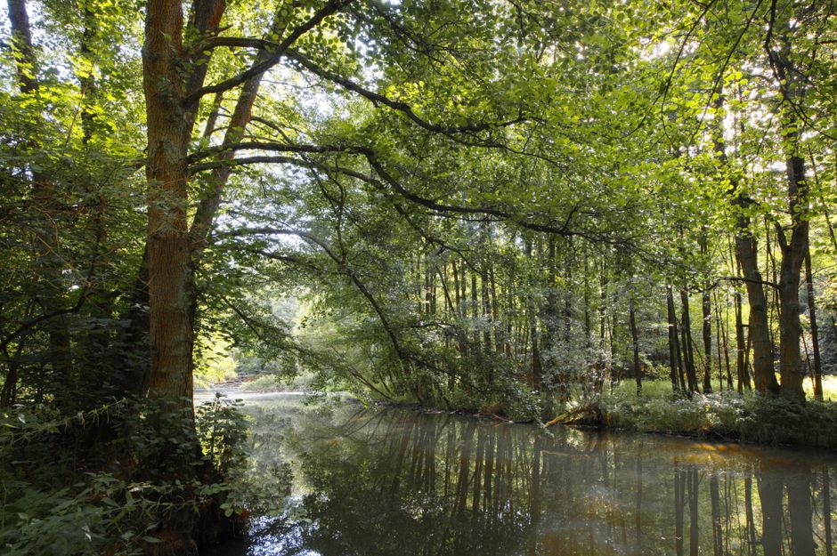 Turismo Sustentável — Peaceful forest scene with a calm river under lush green trees.