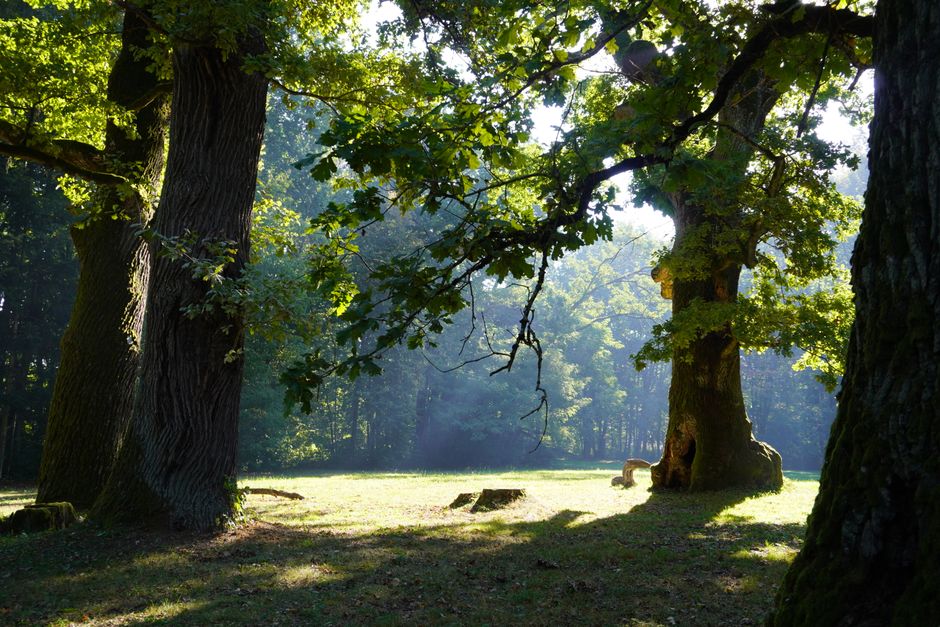 Turismo Sustentável — Serene forest scene with sunlight streaming through towering oak trees casting shadows on the grassy
